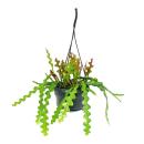 Epiphyllum anguliger - Sabre-cactusim -...