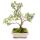 Outdoor Bonsai - Serissa foetida variegata - Junischnee - Baum der 1000 Sterne 15cm