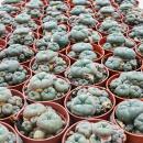 Lophophora williamsii - Peyote - Cactus peyotl - floraison, pot de 5,5cm - Ariocarpus williamsii