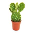 Opuntia microdasys - yellow-pricked ear cactus - in a...