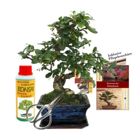 Gift set bonsai "Carmona" - Fukientee - about 6 years old - beginner set