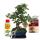 Gift set bonsai "Carmona" - Fukientee - about 6 years old - beginner set
