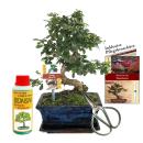 Gift set bonsai "Carmona" - Fukientee - approx....