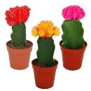 3 cactus raffinés de différentes couleurs...