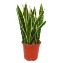 Sansevieria Laurentii - Sansevieria - compact with strong...