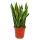 Sansevieria Laurentii - Sansevieria - compact with strong colors 80cm