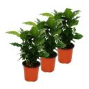 Caféier (Coffea arabica) 3 Plante - plante...
