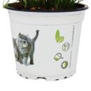 Herbe à chat - Cyperus alternifolius - 3 plantes -...