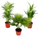 Room palms - Set of 3 - Mountain palm (Chamaedorea) - Fan...