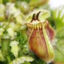 Plante carnivore - pot nain - Cephalotus follicularis -...