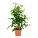 Ficus benjamini - Lot de 3 - Danielle - Anastasia -...