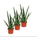 Lot de 3 - Aloe vera - env. 2 ans - 10,5cm pot