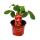 Himbeer-Erdbeere - Set mit 3 Pflanzen - Fragaria - Ausgefallene Sorte für Liebhaber des Besonderen
