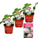 Weisse Ananas-Erdbeere - Set mit 4 Pflanzen