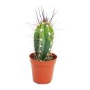 Stetsonia Coryne - aiguille à coudre cactus - pot...