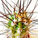 Stetsonia Coryne - aiguille à coudre cactus - pot...