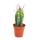 Stetsonia Coryne - aiguille à coudre cactus - pot de 5,5 cm