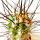Stetsonia Coryne - aiguille à coudre cactus - pot de 5,5 cm