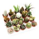 Mini cactus et succulents - Lot de 20 plantes