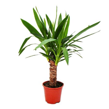 Palm lily - Yucca palm